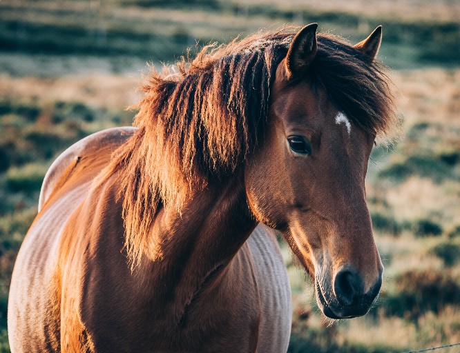 60年に一度、丙午の年! 画像
